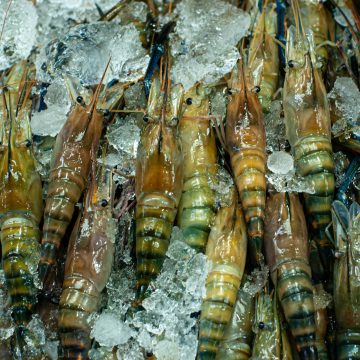 arina-ertman-7QCQMtuO3Eo-unsplash